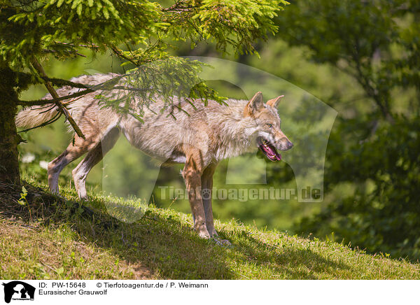 Eurasischer Grauwolf / PW-15648