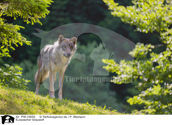 Eurasischer Grauwolf / eurasian greywolf / PW-15650