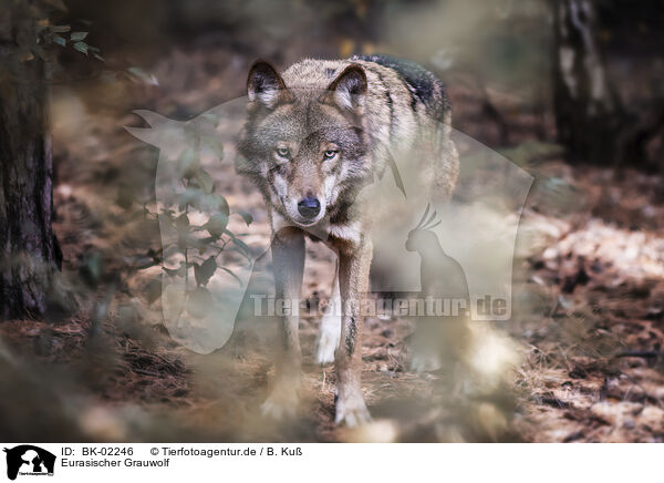 Eurasischer Grauwolf / eurasian greywolf / BK-02246