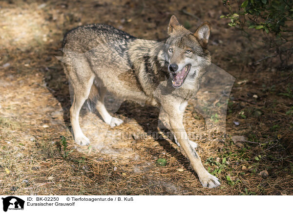 Eurasischer Grauwolf / BK-02250