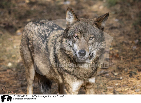 Eurasischer Grauwolf / BK-02251