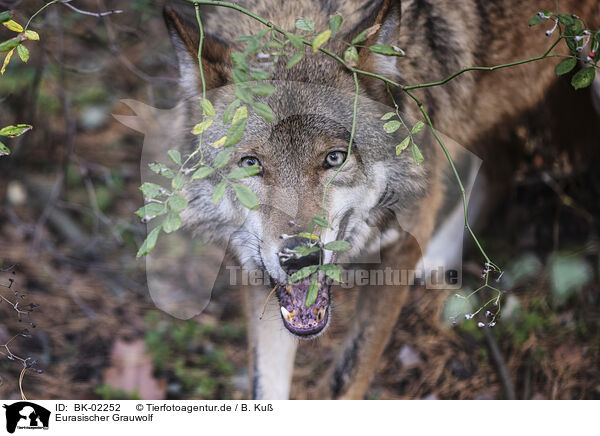 Eurasischer Grauwolf / eurasian greywolf / BK-02252