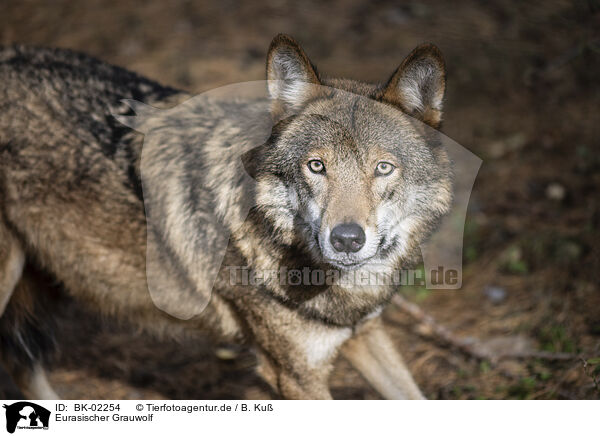 Eurasischer Grauwolf / eurasian greywolf / BK-02254