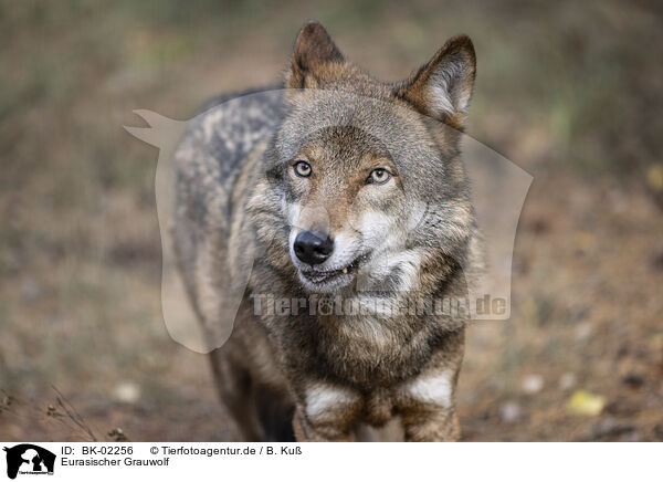 Eurasischer Grauwolf / eurasian greywolf / BK-02256