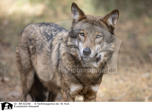 Eurasischer Grauwolf / eurasian greywolf / BK-02259
