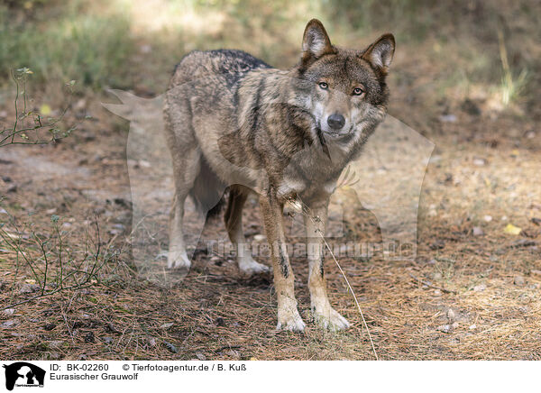 Eurasischer Grauwolf / eurasian greywolf / BK-02260