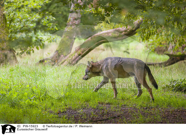 Eurasischer Grauwolf / PW-15923