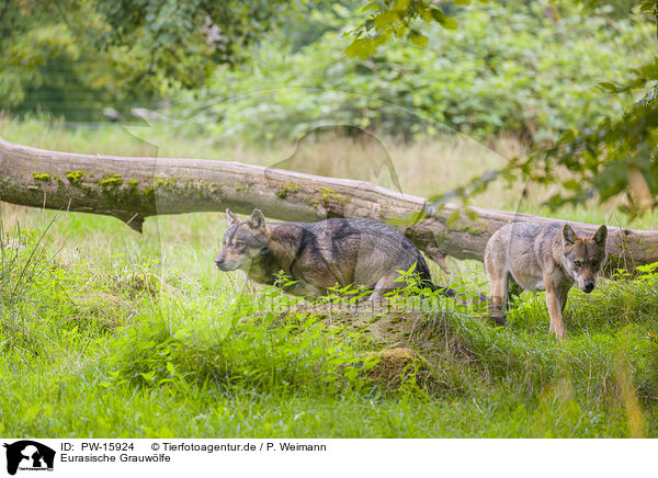 Eurasische Grauwlfe / eurasian greywolves / PW-15924