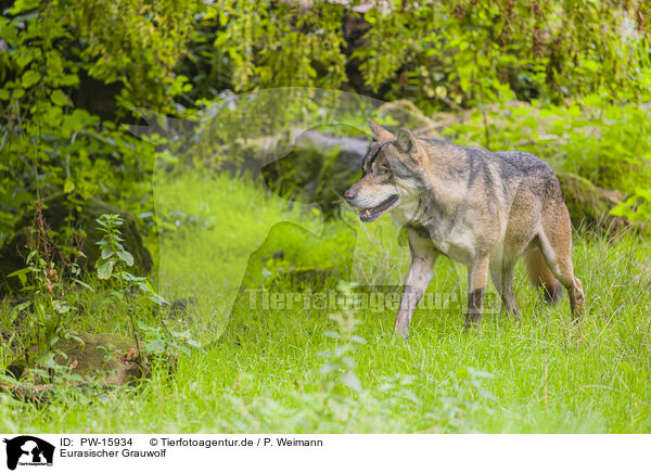 Eurasischer Grauwolf / PW-15934