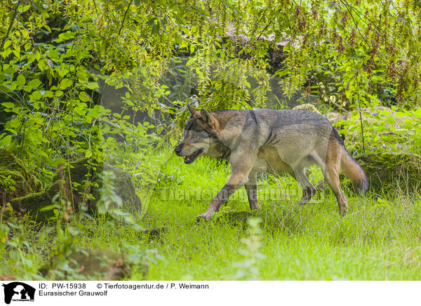 Eurasischer Grauwolf / PW-15938