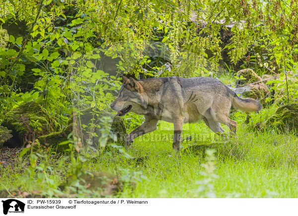 Eurasischer Grauwolf / PW-15939