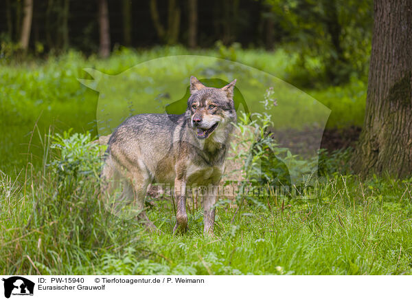 Eurasischer Grauwolf / PW-15940