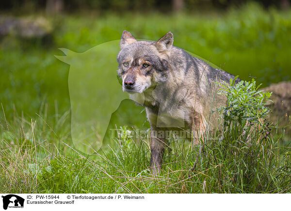 Eurasischer Grauwolf / PW-15944