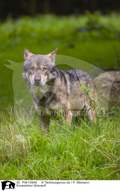 Eurasischer Grauwolf / PW-15948