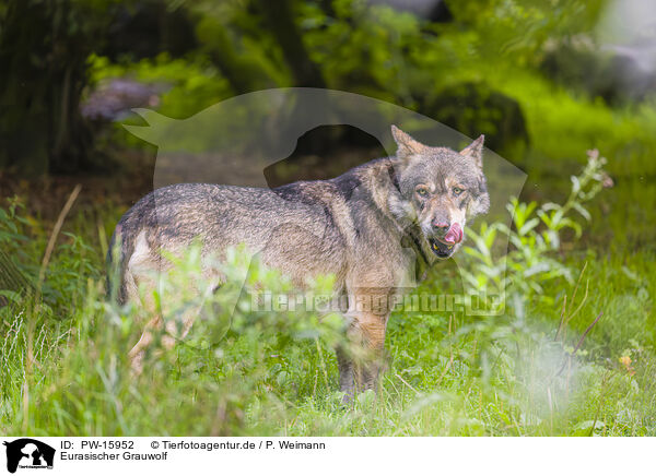 Eurasischer Grauwolf / PW-15952