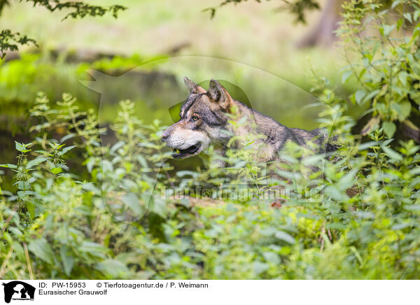 Eurasischer Grauwolf / PW-15953