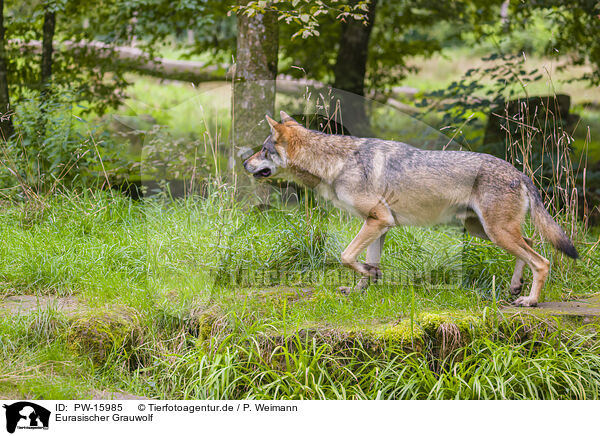 Eurasischer Grauwolf / eurasian greywolf / PW-15985