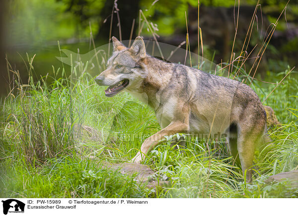 Eurasischer Grauwolf / eurasian greywolf / PW-15989