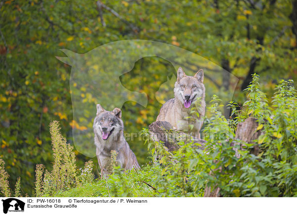 Eurasische Grauwlfe / eurasian greywolves / PW-16018