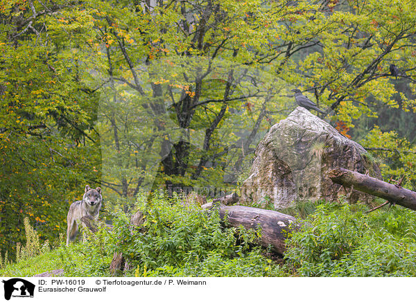 Eurasischer Grauwolf / eurasian greywolf / PW-16019