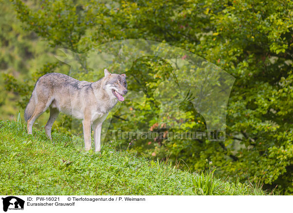 Eurasischer Grauwolf / eurasian greywolf / PW-16021