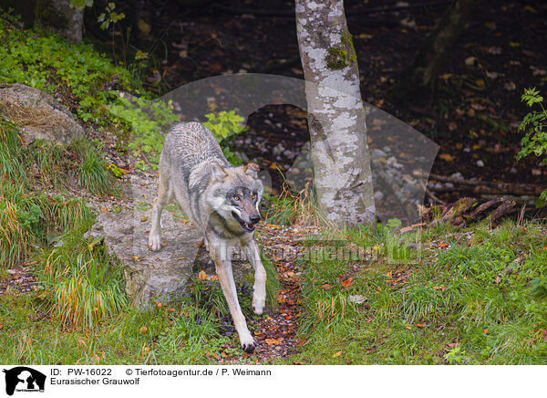 Eurasischer Grauwolf / PW-16022