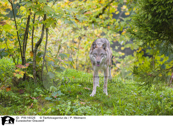 Eurasischer Grauwolf / eurasian greywolf / PW-16026