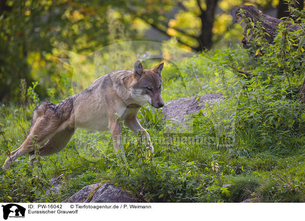 Eurasischer Grauwolf / eurasian greywolf / PW-16042