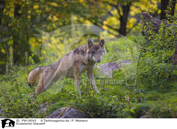 Eurasischer Grauwolf / PW-16043