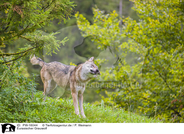 Eurasischer Grauwolf / eurasian greywolf / PW-16044