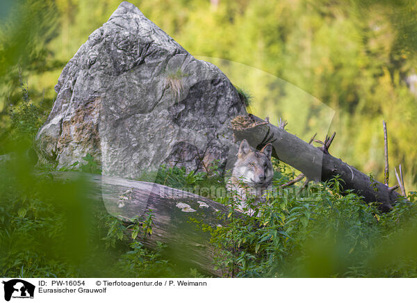 Eurasischer Grauwolf / PW-16054