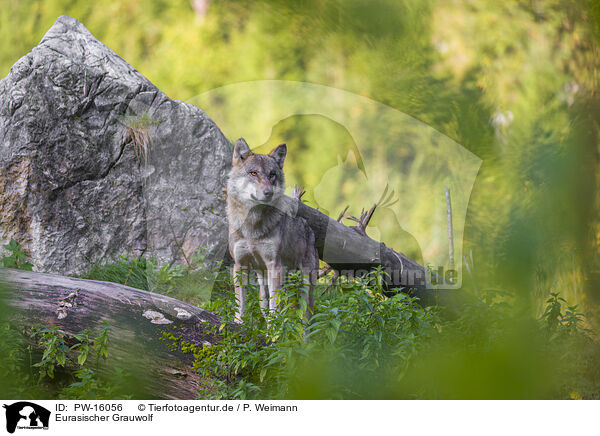 Eurasischer Grauwolf / eurasian greywolf / PW-16056