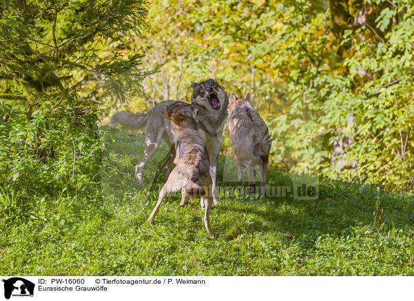 Eurasische Grauwlfe / eurasian greywolves / PW-16060