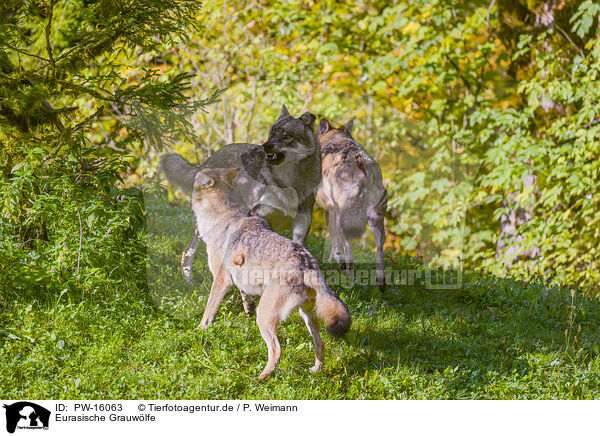 Eurasische Grauwlfe / eurasian greywolves / PW-16063