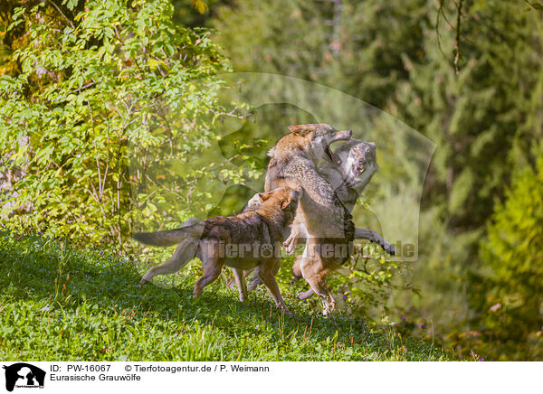 Eurasische Grauwlfe / eurasian greywolves / PW-16067