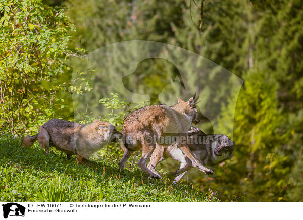 Eurasische Grauwlfe / eurasian greywolves / PW-16071