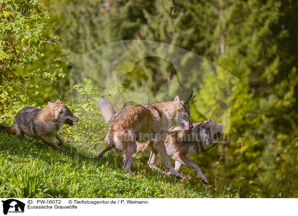 Eurasische Grauwlfe / eurasian greywolves / PW-16072