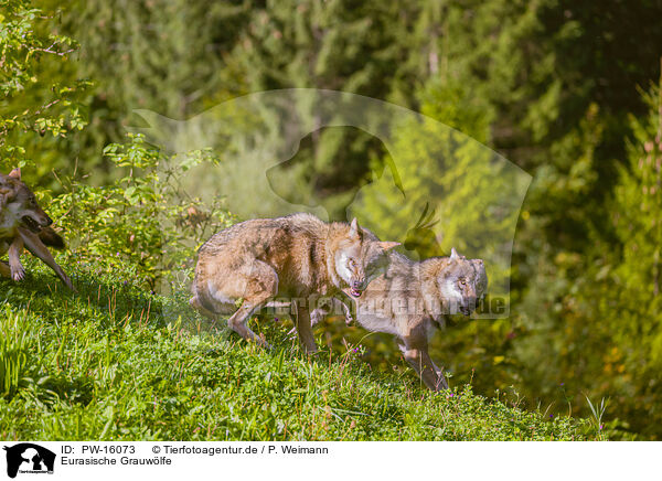 Eurasische Grauwlfe / eurasian greywolves / PW-16073