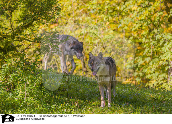 Eurasische Grauwlfe / eurasian greywolves / PW-16074