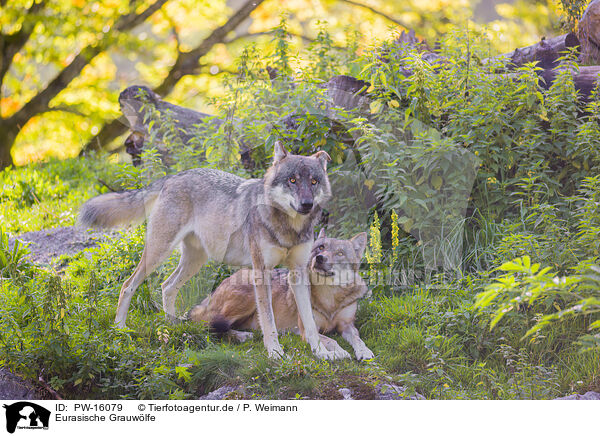 Eurasische Grauwlfe / PW-16079