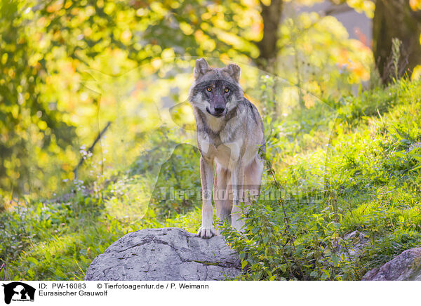 Eurasischer Grauwolf / eurasian greywolf / PW-16083