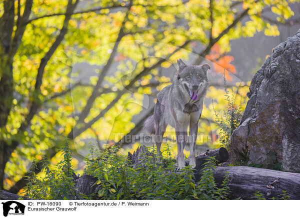 Eurasischer Grauwolf / eurasian greywolf / PW-16090