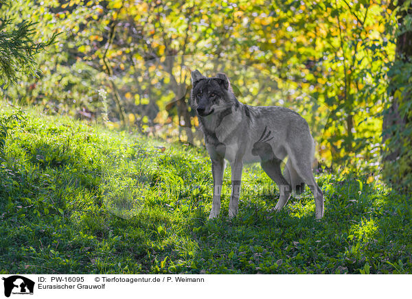 Eurasischer Grauwolf / PW-16095