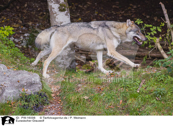 Eurasischer Grauwolf / PW-16098