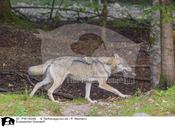 Eurasischer Grauwolf / PW-16099