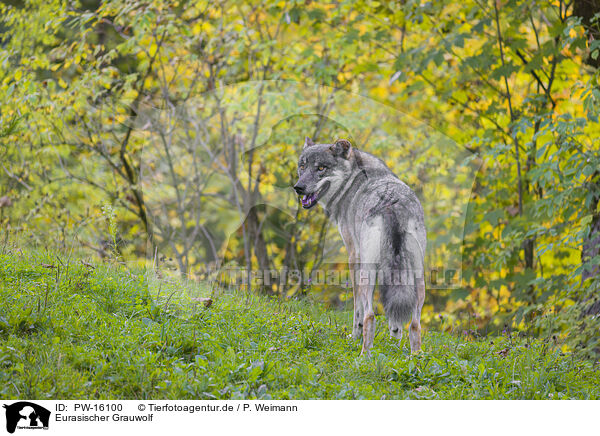 Eurasischer Grauwolf / eurasian greywolf / PW-16100