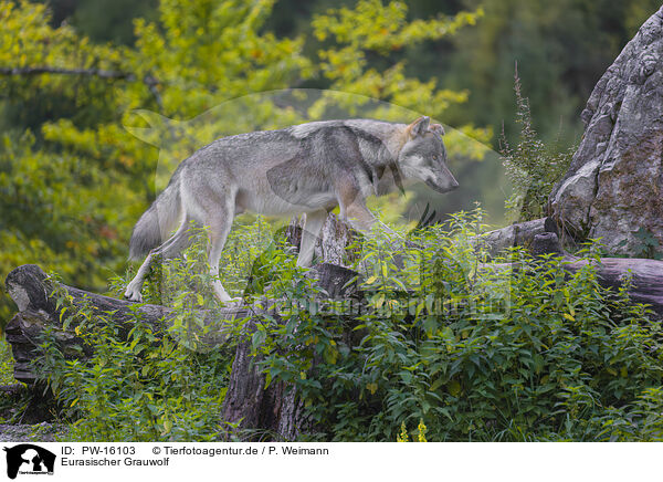Eurasischer Grauwolf / eurasian greywolf / PW-16103