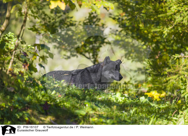 Eurasischer Grauwolf / eurasian greywolf / PW-16107
