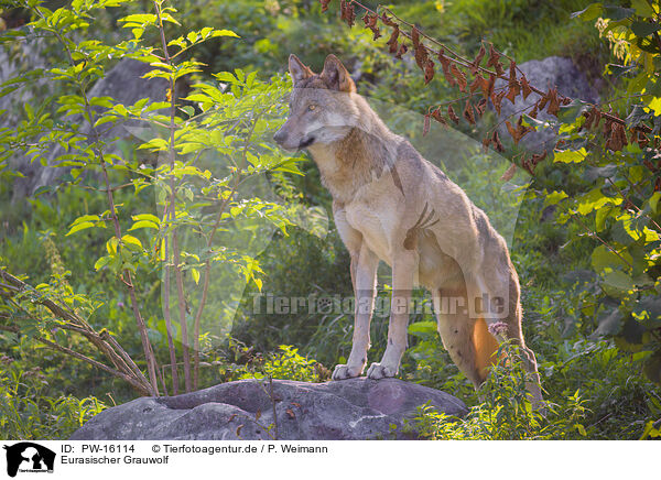 Eurasischer Grauwolf / eurasian greywolf / PW-16114
