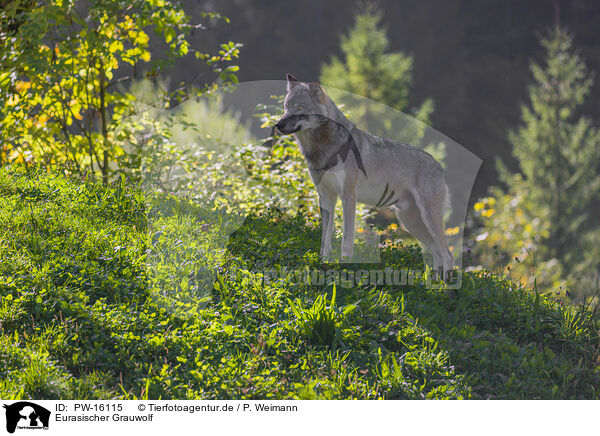 Eurasischer Grauwolf / eurasian greywolf / PW-16115
